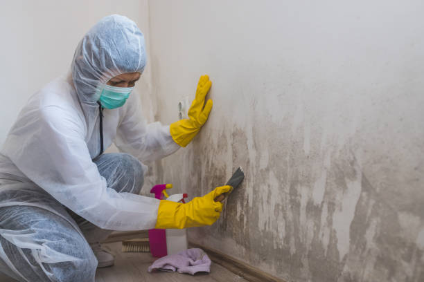 Professional Mold Removal in Makawao, HI